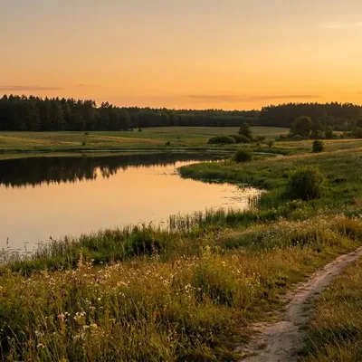 Brzozowy zagajnik przy siedlisku — natura Podlasie