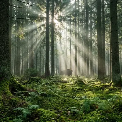 Zachód słońca nad podlaską wsią — Pasynki