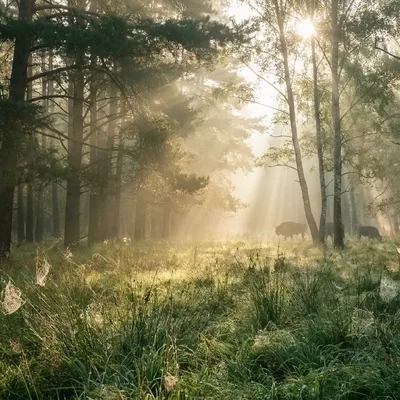 Droga przez podlaską wieś — klimatyczne kadry