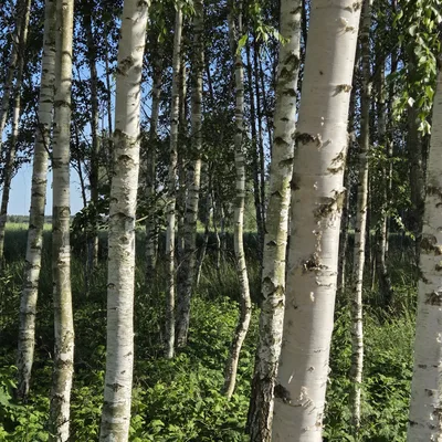 Podlaska wieś w obiektywie — Zacisze na Podlasiu