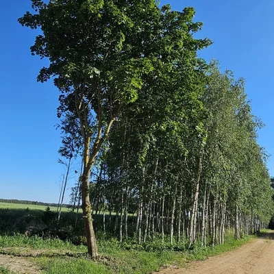 Okolica siedliska — Bielsk Podlaski i okolice