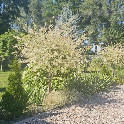 Drewniany dom z zewnątrz — Zacisze na Podlasiu latem