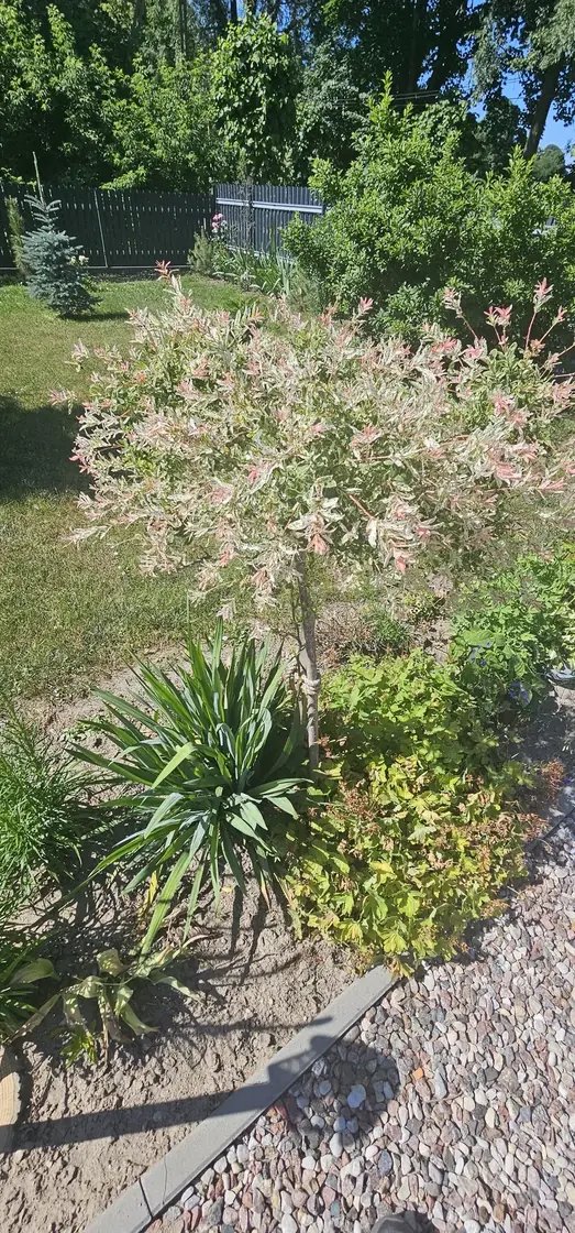 Zacisze na Podlasiu — widok siedliska latem